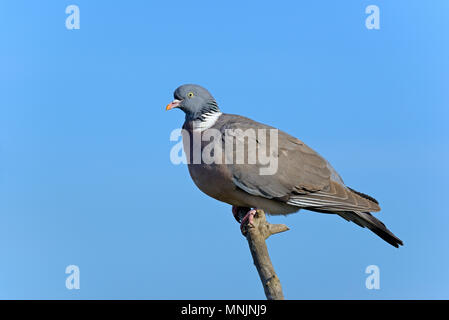 Bois commun pigeon (Columba palumbus) est assis sur une branche, Norderney, îles de la Frise orientale, Basse-Saxe, Allemagne Banque D'Images