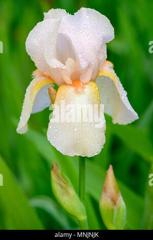 Tall Bearded Iris (Iris barbata-elatior) variété Champagne Élégance, fleur, Rhénanie du Nord-Westphalie, Allemagne Banque D'Images