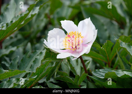 Close-up d'une seule fleur de pivoine paeonia clusii ou crétois. Banque D'Images