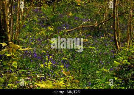 Une clairière permettant à la lumière du soleil pour atteindre le plancher de bois et d'encourager la croissance à Nant y Pandy , la réserve naturelle locale, Llangefni. Banque D'Images