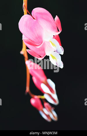 De belles fleurs de coeur saignant d'Asie en fleur. Gros plan d'une grappe de Dicentra spectabilis fleurs en croissance au printemps. Banque D'Images