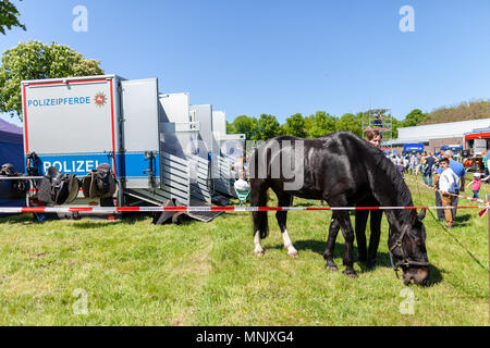 Hambourg / Allemagne - Mai 6, 2018 : la police allemande calèche sur un enclos. Polizeipferde police signifie des chevaux. Banque D'Images