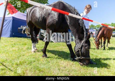 Hambourg / Allemagne - Mai 6, 2018 : la police allemande calèche sur un enclos. Polizeipferde police signifie des chevaux. Banque D'Images