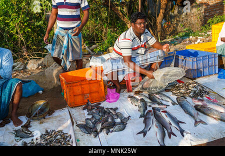 Route pour le marché local fraîchement pêché les poissons de rivière près de Thanjavur, anciennement Tanjore, une ville dans le sud de l'état indien du Tamil Nadu, Inde Banque D'Images