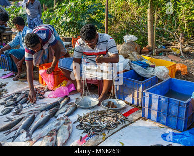 Route pour le marché local fraîchement pêché les poissons de rivière près de Thanjavur, anciennement Tanjore, une ville dans le sud de l'état indien du Tamil Nadu, Inde Banque D'Images