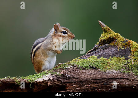 Le Tamia rayé (Tamias striatus) debout sur un journal moussue avec ses poches cheep plein de nourriture - Lambton Shores, Ontario, Canada Banque D'Images