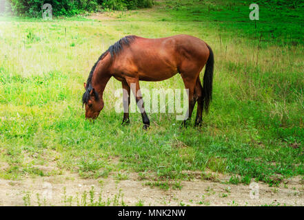 Un grand cheval broute sur un pré vert un jour d'été dans les rayons du soleil Banque D'Images