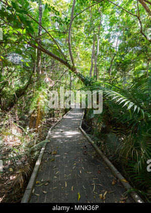 Luxuriante forêt tropicale le long de la promenade de Cattana Les zones humides, un parc de conservation de la nature remis en état à Smithfield, près de Cairns, loin au nord Reine Banque D'Images