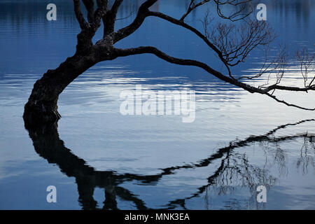 'Que Wanaka Tree' reflète dans Lake Wanaka, Otago, île du Sud, Nouvelle-Zélande Banque D'Images