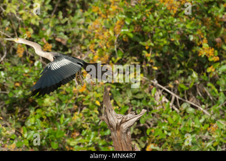 Anhinga (Anhinga anhinga anhinga) s'envoler la perche dans le Pantanal, dans le sud du Brésil Banque D'Images