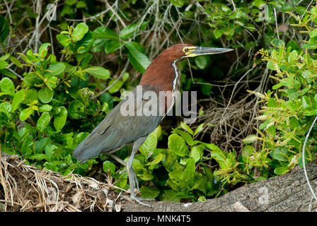 Rufescent tiger heron-dans le Pantanal, dans le sud du Brésil Banque D'Images