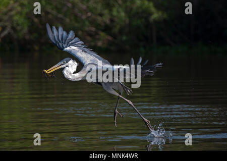 Cocoi (white-necked Heron (Ardea cocoi)) capture d'un poisson dans le Pantanal, dans le sud du Brésil Banque D'Images