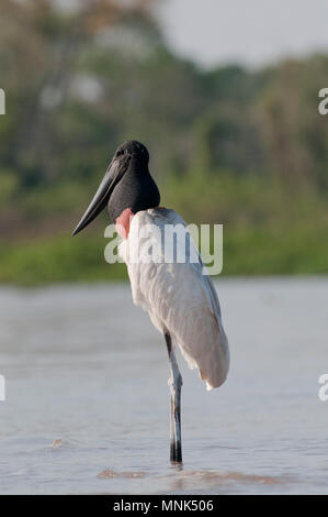 Cigogne Jabiru mycteria Jabiru () dans le Pantanal, dans le sud du Brésil Banque D'Images