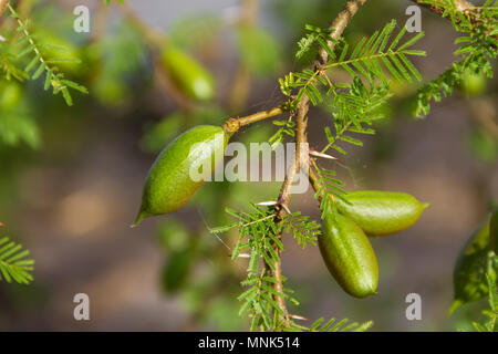 Fruit vert de l'acacia en été Banque D'Images