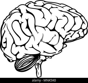 Cerveau humain Illustration de Vecteur