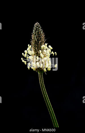 La floraison, plantain Lancéole Plantago lanceolata, photographié dans un studio, Nord du Dorset England UK GO Banque D'Images