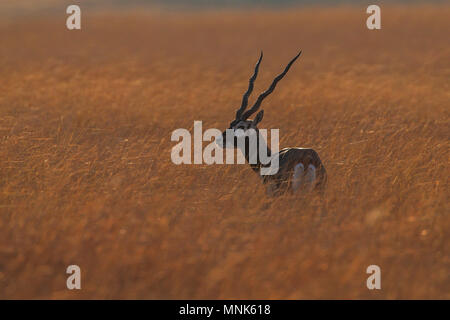 Blackbuck dans l'herbe Banque D'Images