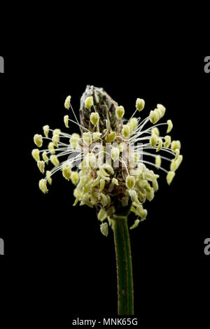 La floraison, plantain Lancéole Plantago lanceolata, photographié dans un studio, Nord du Dorset England UK GO Banque D'Images