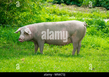 Cochon d'exécution sur un pré vert. pig paître sur ferme bio bio Banque D'Images