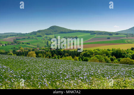 Champ de lin (Linum usitatissimum) en fleurs. Puy de Dôme. L'Auvergne. France Banque D'Images