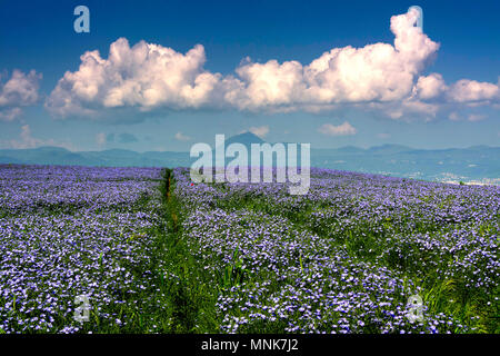 Champ de lin (Linum usitatissimum) en fleurs. Parc des Volcans d'Auvergne en arrière-plan. Département Puy de Dome. L'Auvergne. France Banque D'Images
