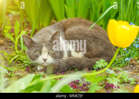 Chat sans-abri assis dans l'herbe, marcher dans le parc, manger de l'herbe médicinale Banque D'Images