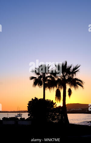 Deux palmiers sont silhouette sur l'horizon alors que le soleil se couche sur Playa Blanca dans le sud de Lanzarote. L'un de l'Espagne, les Îles Canaries Banque D'Images