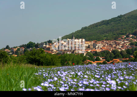 Village de Mezel et champ de lin (Linum usitatissimum) en fleurs. Puy de Dôme. L'Auvergne. France Banque D'Images
