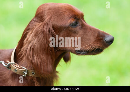 Portrait de setter irlandais sur l'arrière-plan flou Banque D'Images