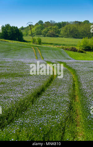 Champ de lin (Linum usitatissimum) en fleurs. Puy de Dôme. L'Auvergne. France Banque D'Images