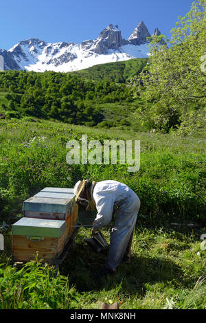 Saint-Pierre d'Albigny (Savoie, France) de l'est centrale : la transhumance, Fabrice Bouche, apiculteur (apiculteur), le déplacement d'une dizaine de ruches de La Comb Banque D'Images