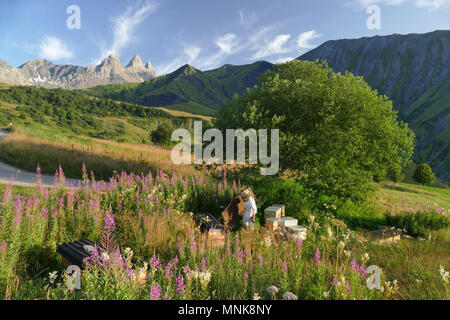 Saint-Pierre d'Albigny (Savoie, France) de l'est centrale : la transhumance, Fabrice Bouche, apiculteur (apiculteur), le déplacement d'une dizaine de ruches de La Comb Banque D'Images