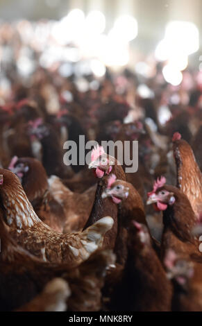 Free-range l'élevage de poules pondeuses, Laurence Sellos' dans la ferme d'Alvimare Banque D'Images