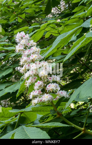Fleurs hautes sur un marronnier des Indes, l'arbre fleurit sont parfois connus sous le nom de bougies. Banque D'Images