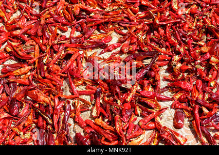 Le séchage du piment rouge pour faire de la harissa, dans Kalibia, Tunisie Banque D'Images