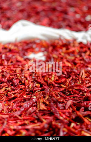 Le séchage du piment rouge pour faire de la harissa, dans Kalibia, Tunisie Banque D'Images