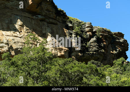 De plus en plus de forêts afromontagnardes exposées à côté des formations de grès sédimentaire dans le Drakensberg au Giants Castle nature reserve Banque D'Images