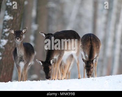 Groupe de daims dans l'hiver, la forêt (Dama dama), Allemagne Banque D'Images