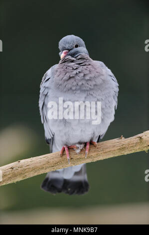 Pigeon colombin s'asseoir sur le noeud, forêt de Bavière, l'hiver, (Columba oenas) Banque D'Images