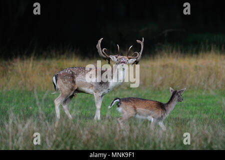 Fallow buck est appelant, l'accouplement en temps, autumm (Dama dama) Banque D'Images