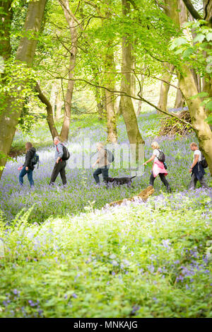 Un groupe de personnes marchant dans un bois bluebell au printemps, dans le Yorkshire, UK Banque D'Images