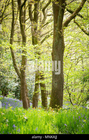 Vue d'un bois bluebell avec bluebells en fleur au printemps, dans le Yorkshire, UK Banque D'Images