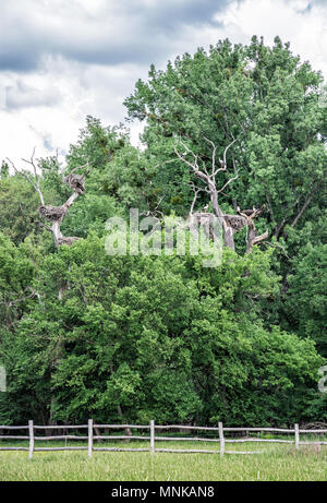 Plus grande colonie de cigognes en Europe, Waidhofen/Ybbs, Autriche. Scène naturelles. La nidification des oiseaux. Banque D'Images