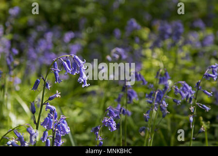 Langue maternelle anglaise Bluebells à Sussex woodland au printemps. Banque D'Images