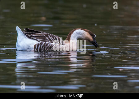 Un bouton goose sur la sarre Banque D'Images