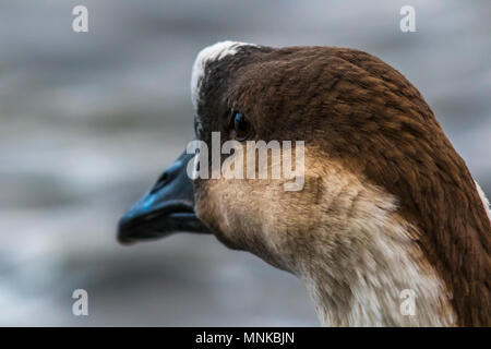 Un bouton goose sur la sarre Banque D'Images