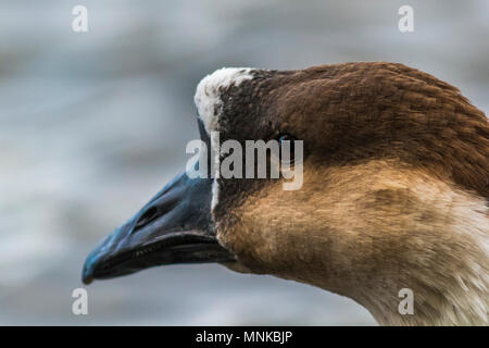 Un bouton goose sur la sarre Banque D'Images