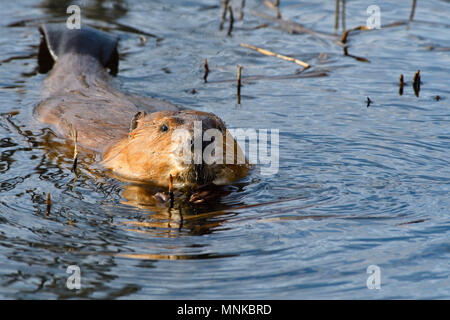 Un sauvage castor (Castor canadensis), flottant sur l'eau de son étang se nourrissant de végétation sous-marine quelques Banque D'Images