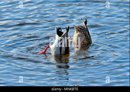 Deux canards colverts (Anas platyrhynchos) recherche de plantes sous-marines dans l'étang de castors à MaxwellLake près de Hinton, Alberta, Canada Banque D'Images