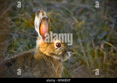 Une image horizontale d'un lièvre d'Amérique (Lepus americanus) ; dans son pelage brun couleur de l'été dans les régions rurales de l'Alberta Canada Banque D'Images